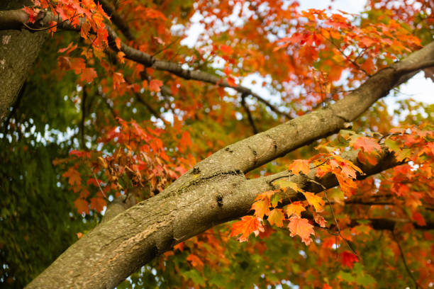 This is a photograph of tree branch full of leaves that have changed colors in the autumn season on an October day in Prospect Park, Brooklyn, NYC.
