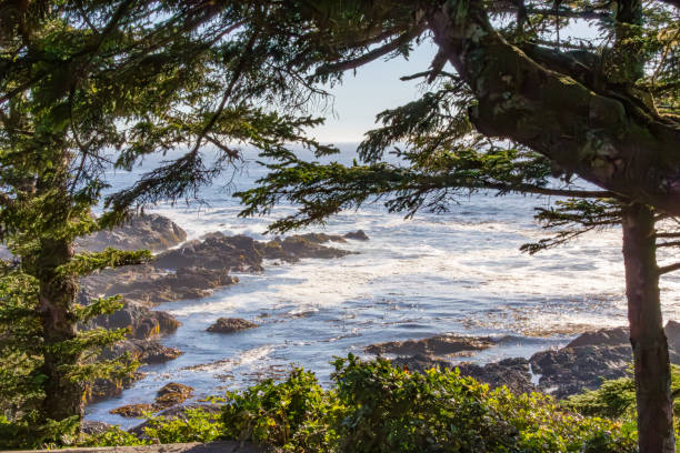 View of rough coast with strong surf and rocks with green vegetation in front viewed from Wild Pacific Trail in Ucluelet on Vancouver Island, Canada