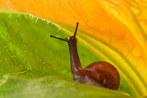 Close-up of a small brown snail under a vibrant yellow flower petal with green leaves
