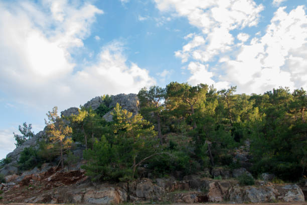 Views Of Mountains And Green Forests