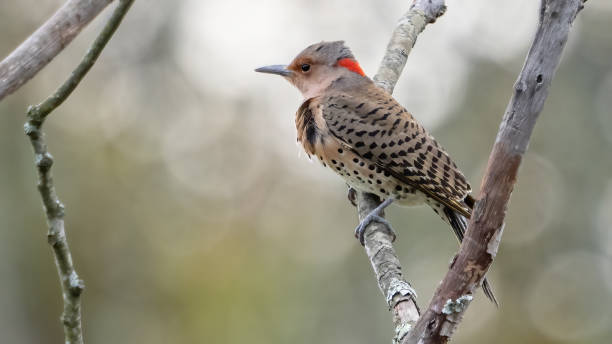 istock Flicker woodpecker on a branch 2178421829