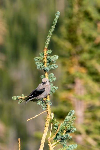 Clark's Nutcracker Perched in Pine Tree in Rocky Mountains National Park in Colorado