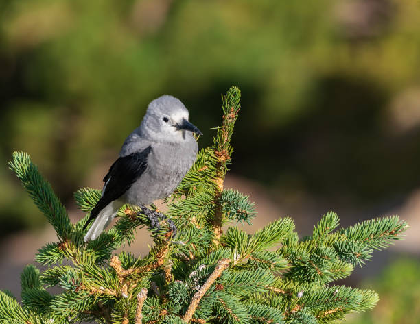 istock Clark's Nutcracker Perched in Pine Tree in Rocky Mountains National Park 2178422740