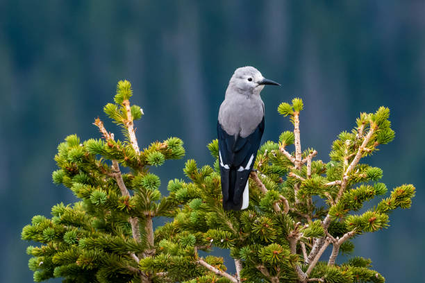 istock Clark's Nutcracker Perched in Pine Tree in Rocky Mountains National Park 2178422744