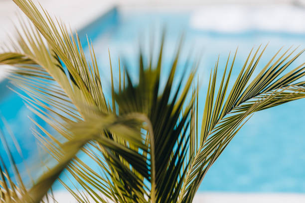 istock Lush green palm fronds framing a serene poolside view on a sunny afternoon 2178424536