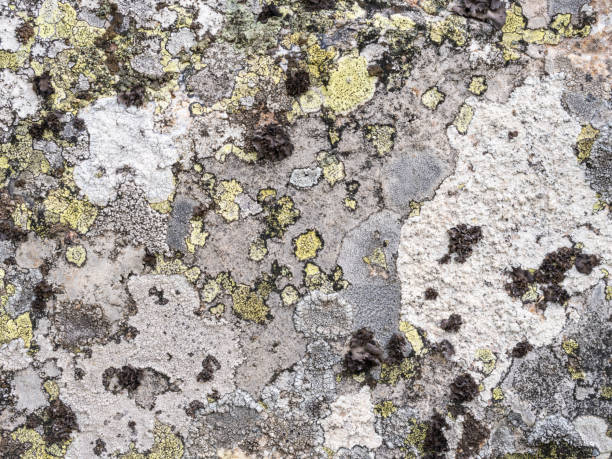 istock Lichen covered rock in autumn 2178425183