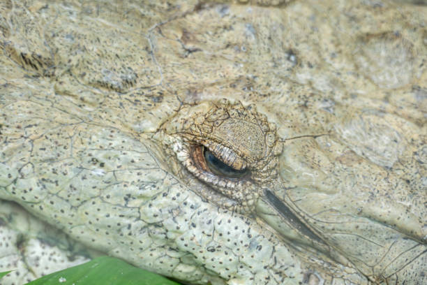 Close-up and dynamic portraits of wild crocodiles (Crocodylus porosus) captured in the pristine waters of the Daintree Rainforest, Queensland, Australia. Known as the world’s largest living reptile and a living dinosaur, these apex predators are shown basking on muddy riverbanks and powerfully emerging from the water in a dramatic display of strength and survival. Featuring detailed textures, natural light, and vibrant jungle surroundings, these high-resolution images highlight the raw beauty, danger, and evolutionary majesty of one of Earth’s most ancient and powerful animals. Ideal for wildlife documentaries, educational content, conservation campaigns, or editorial use. Body Part. Alligator. Wildlife Portrait. Sanctuary.