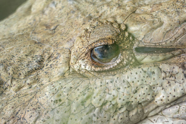 A detailed close-up of an alligator's eye, showcasing its intricate texture and patterns.