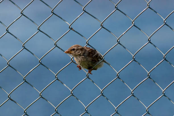 Sparrows on a wooden privacy fence with their backs facing each other