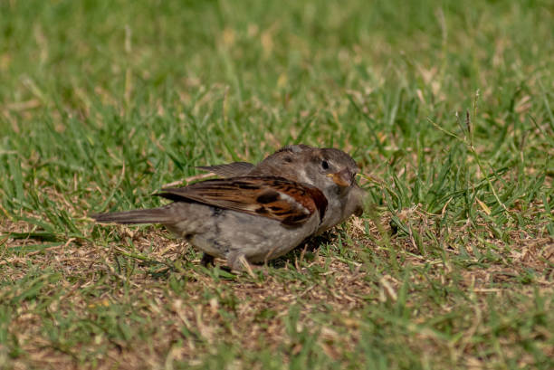 istock Sparrow Family Feeding on Grass 2178426361