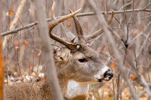 istock Cautious Whitetail Deer buck keeps an eye out for does during the rutting season in the Grasslands region of Alberta 2178428362