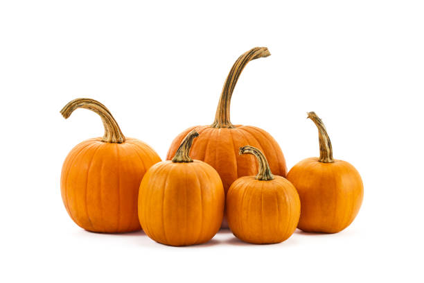 istock Pumpkins with stems on a white background, showcasing autumn harvest atmosphere. 2178428496