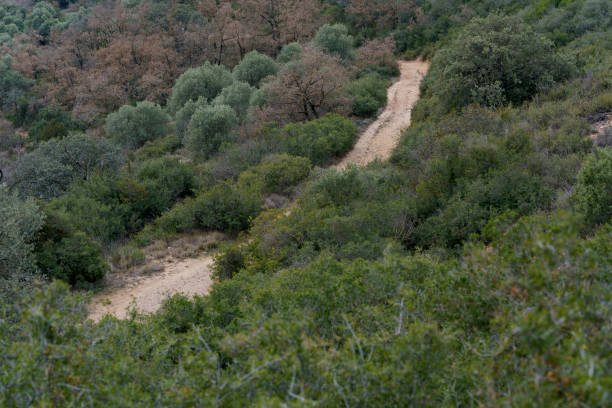 istock View from above of dense bushes with a dirt road between them. 2178429796