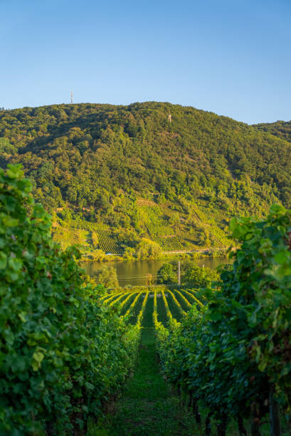 istock Vineyard on rural hillside during the sunrise or sunset 2178430169