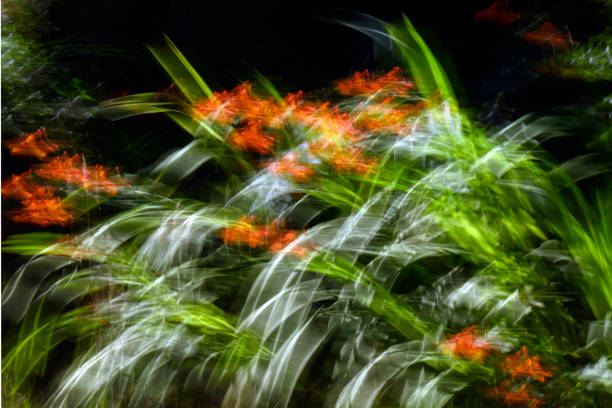 Diverse flora of Patagonia