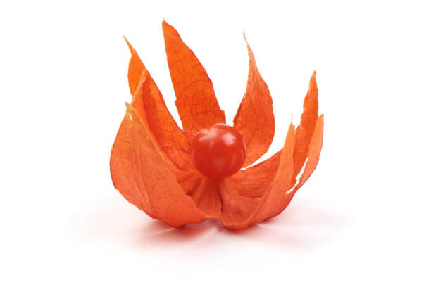 Physalis peruviana background