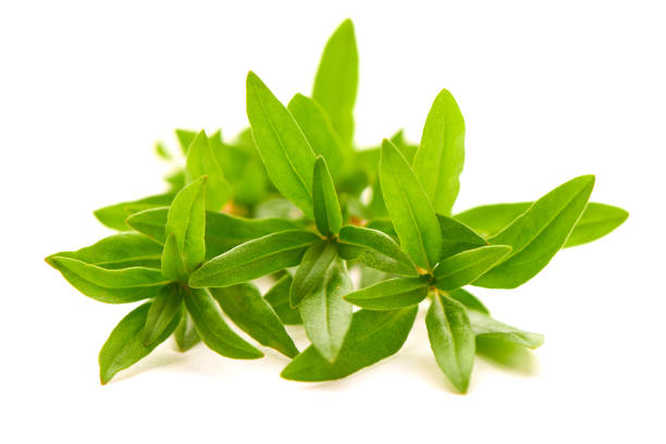 Thyme fresh herb closeup isolated on a white background