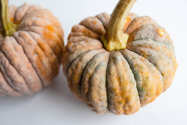 Mature orange japanese heirloom squash.