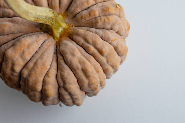 Close up of mature orange Japanese heirloom winter squash pumpkin macro stock photo. Tiny pumpkin for fall decor. Edible pumpkin.