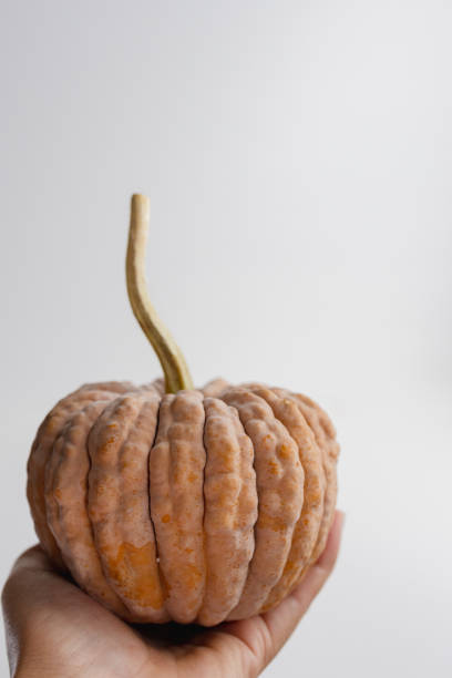 Hand holding a single Japanese heirloom pumpkin against a white background. Mature orange ribbed squash.