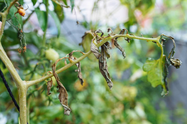 istock Cherry tomatoes growing in garden after first ground frost 2178436416