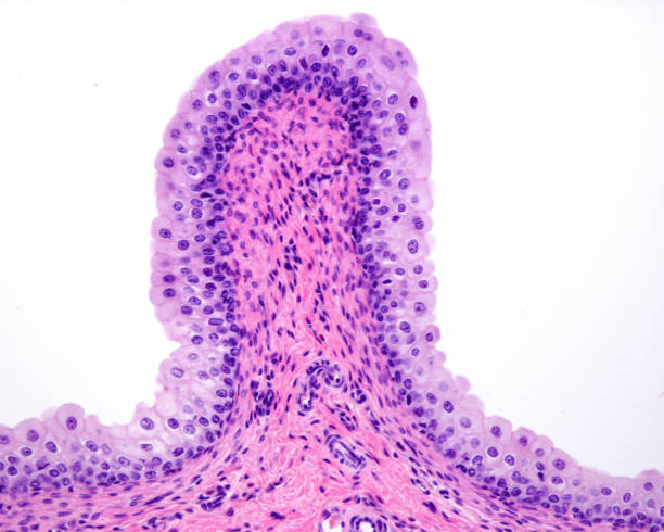 Urinary bladder. Transitional epithelium Light micrograph of the mucosa of the urinary bladder lined by transitional epithelium (urothelium) resting on a connective tissue lamina propria. The superficial layer shows large cells with big nuclei, and a rounded apical surface. urothelium stock pictures, royalty-free photos & images