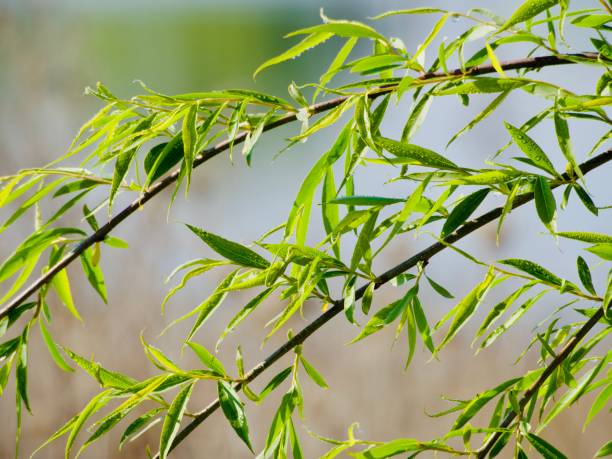 Free picture: willow, leaf, leaves