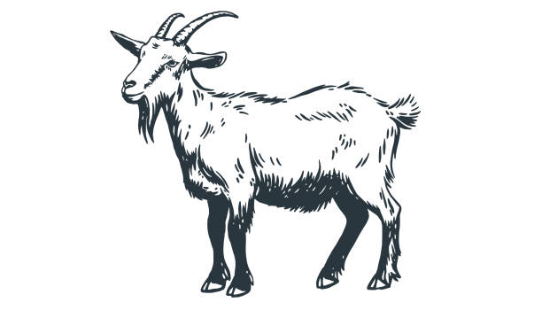 Goat. Vintage retro print, black white goat drawing, sketch ink pencil draw, engrave old school style. Sketch artwork silhouette goat with horns. Side view profile goat. Vector Illustration