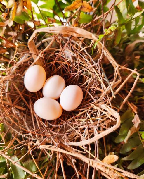 A dove of the species Rolinha Roxa built its nest in a fern plant pot and laid four eggs that are in the incubation phase.