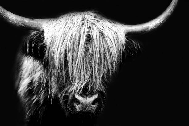 istock A Scottish Highland cow in black and white with a black background 2178439963