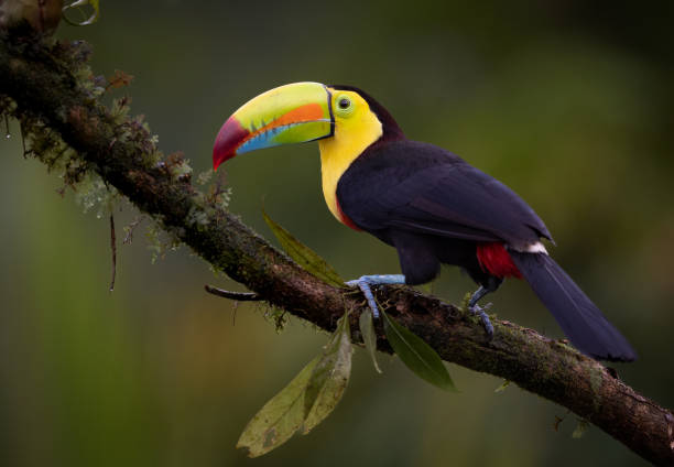 istock Toucan in Costa Rica 2178440004