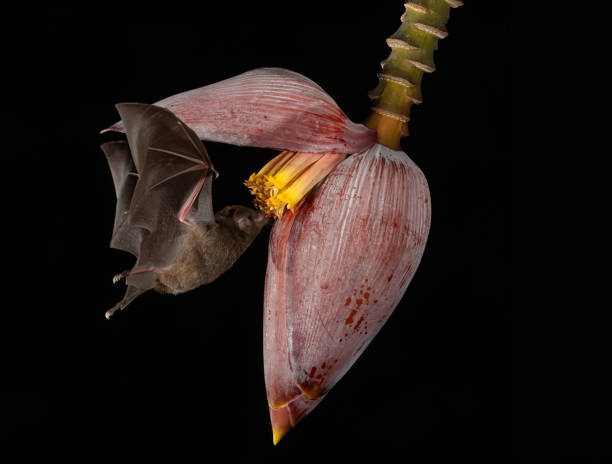 istock A Bat in Costa Rica 2178440142