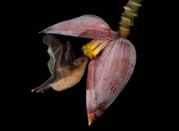 istock A Bat in Costa Rica 2178440170