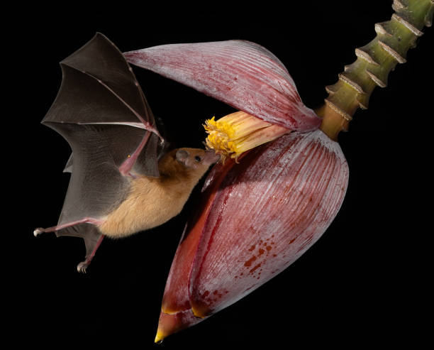 istock A Bat in Costa Rica 2178440173