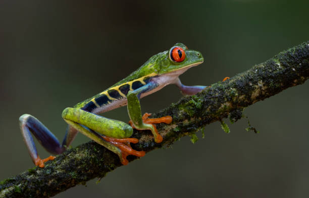istock Red-eyed Tree Frog in Costa Rica 2178440273
