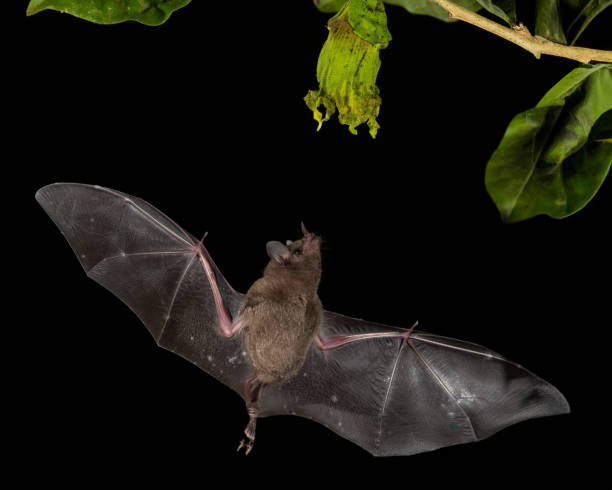 istock A Bat in Costa Rica 2178440357