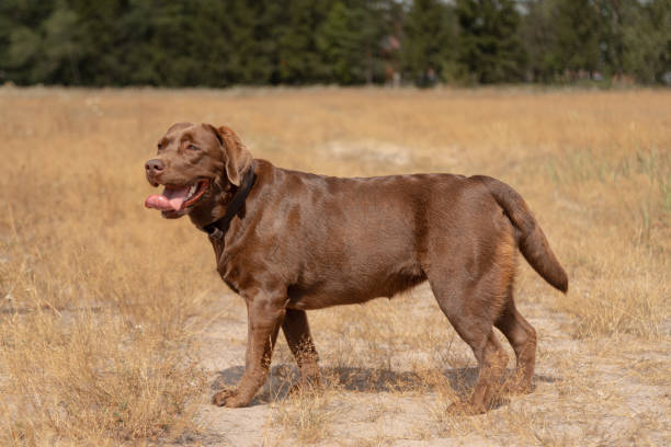 istock brown labrador at walk outdoors in field 2178442489