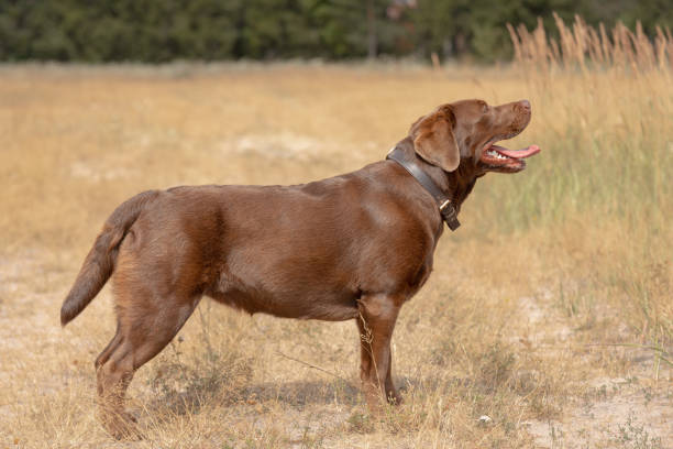 istock brown labrador at walk outdoors in field 2178442495