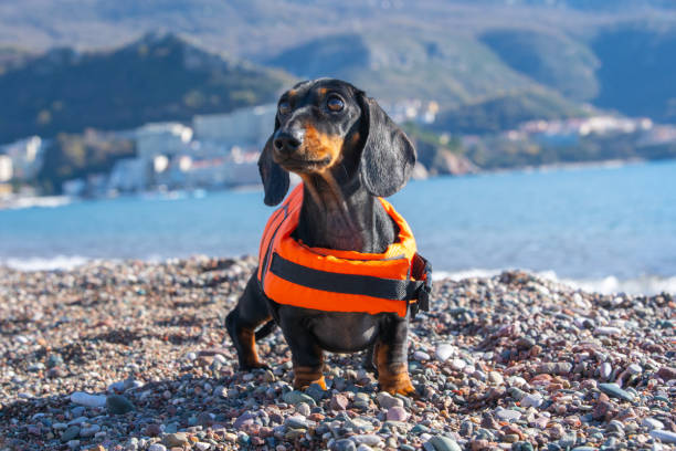 istock Dachshund in orange lifejacket on pebble beach 2178442686