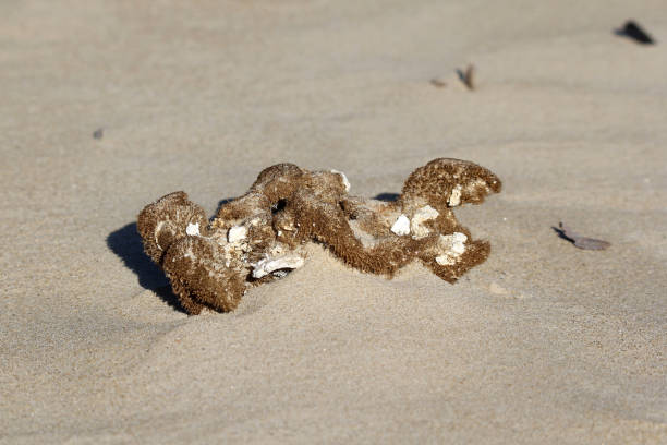 Piece of coral lying on a sandy beach