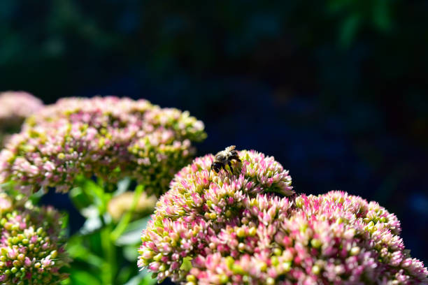 Bee and Sedum / Stonecrop Close-up