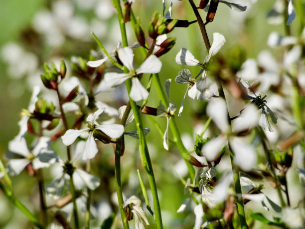 Horizontal extreme closeup photo of white flowers on plants growing in an organic garden in Spring. Soft focus background.