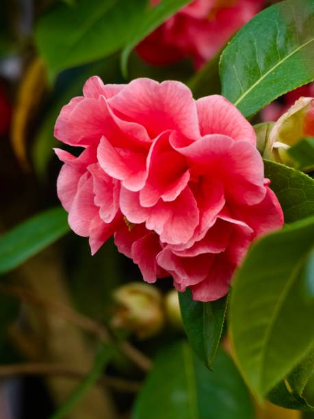 Vertical extreme closeup photo of green leaves and a beautiful dark pink flower growing on a Camellia bush in an organic garden in Spring. Soft focus background.