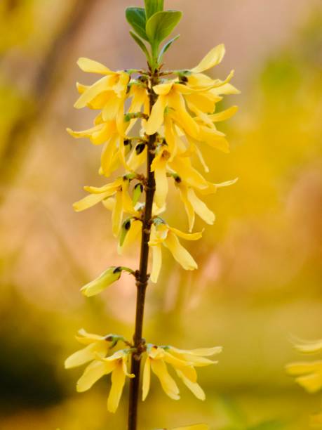 istock Yellow Flowering Forsythia Closeup 2178447057
