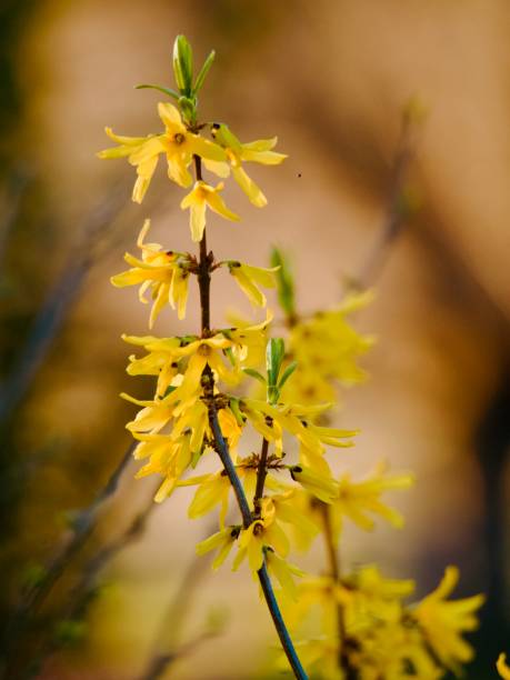 istock Yellow Flowering Forsythia Closeup 2178447108