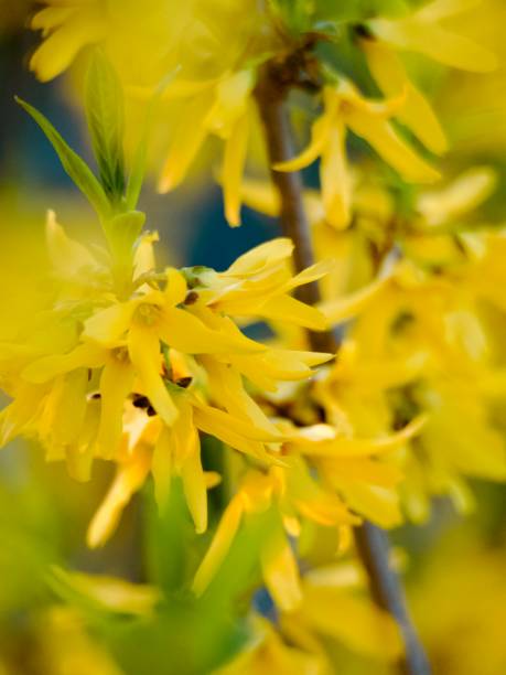 istock Yellow Flowering Forsythia Closeup 2178447156