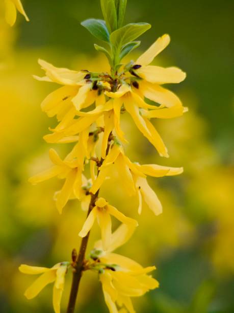Golden Flowers on Forsythia Bush