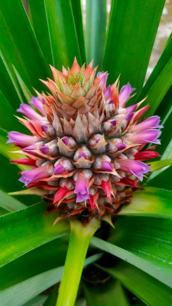 istock pineapple fruitset and flower 2178447821