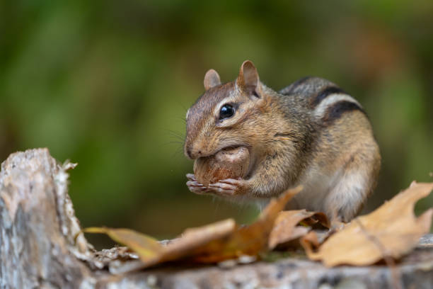 istock Little Chipmunk Eating an Acorn 2178449363