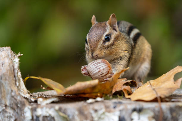 Little Chipmunk Finds and Acorn